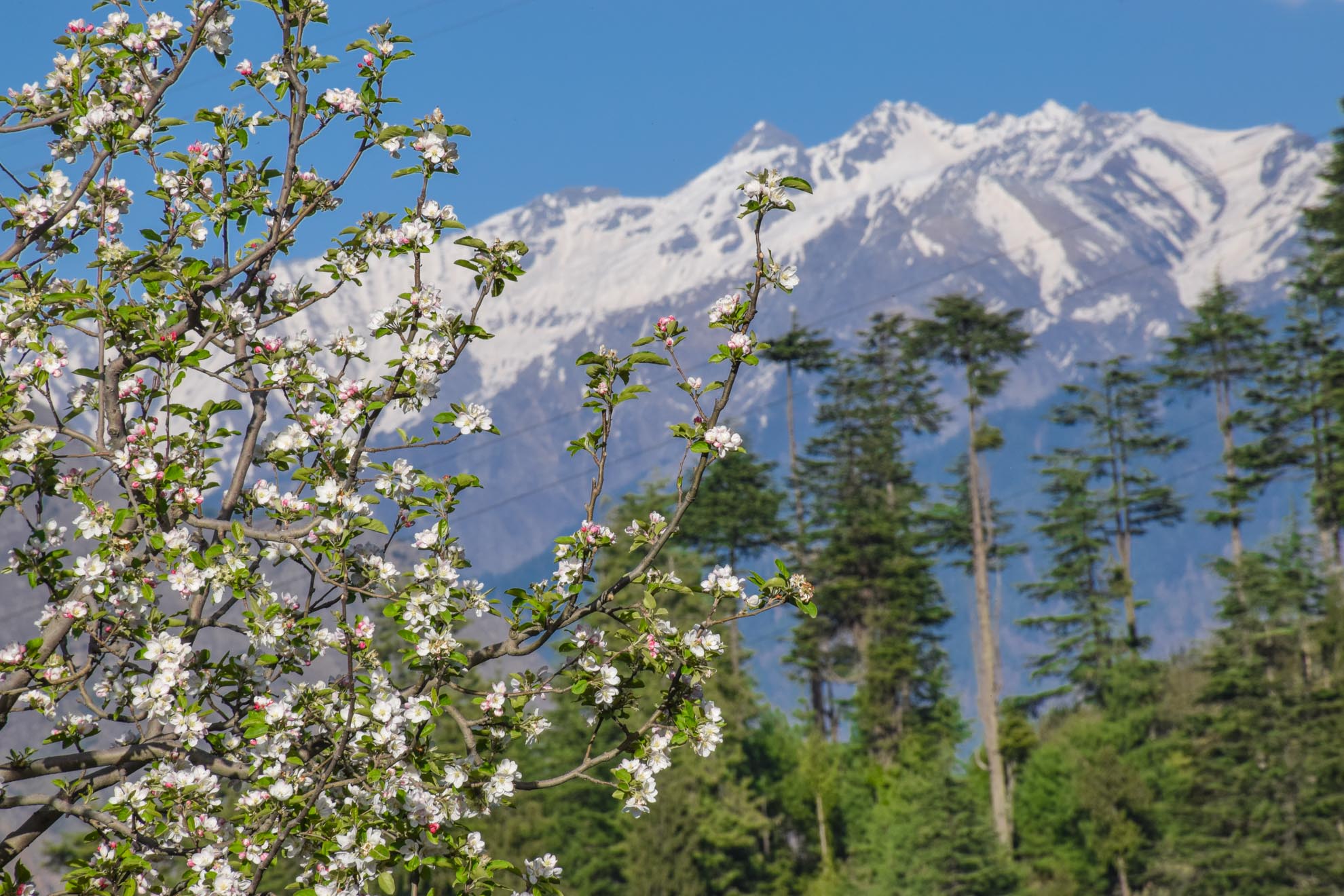 Apple blossoms in spring